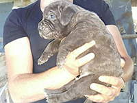 cane corso cucciolo